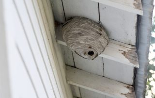 A paper wasp hive in eves of house